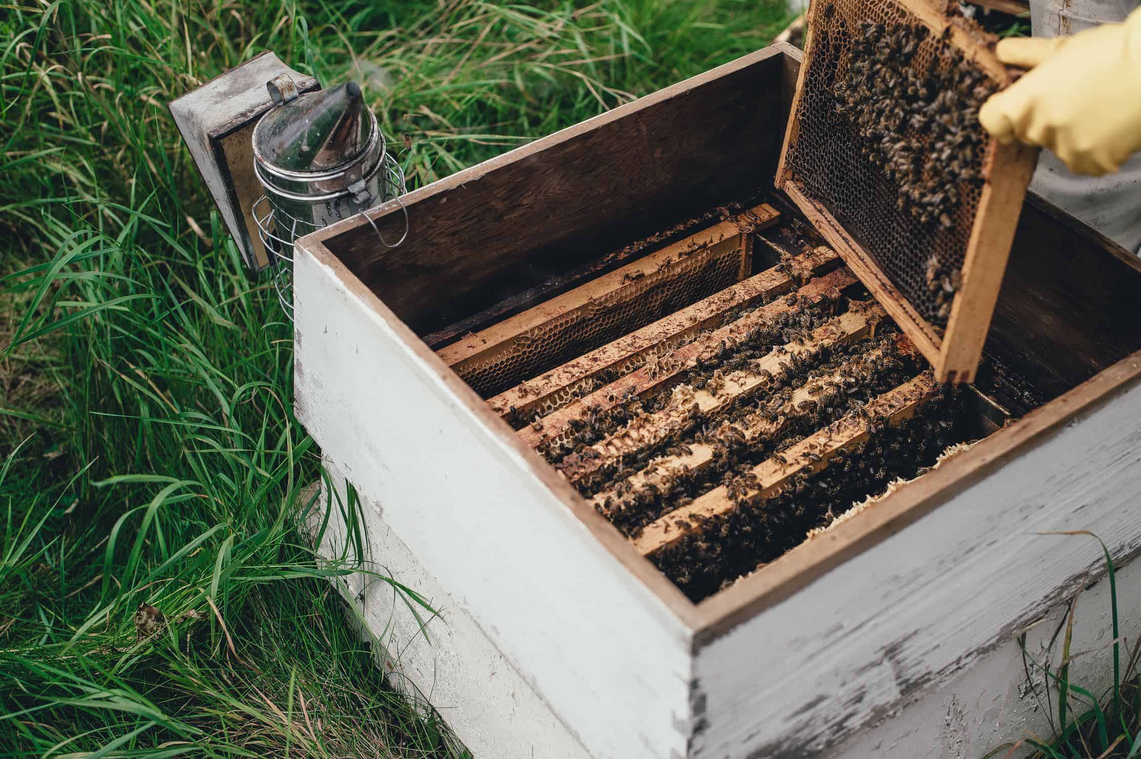 Person holding bee farm 