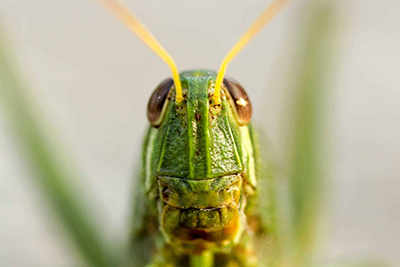 Close up shot of a crickets face